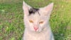 Ein bisschen mürrisch guckt sie ja, Cleo-Beate, bekannt auch als  Gardelegens Yoga-Katze. Offenbar in guter Absicht ist der Freigängerin eine unnötige Operation zugemutet worden. 
