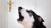 Sehnsucht nach Frauchen? Mit etwas Training kann man seinen Hund gut ans Alleinsein gewöhnen.