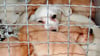Eine Frau in Dessau-Roßlau wollte einen Hundewelpen adoptieren, stattdessen bekam sie Rechnungen.