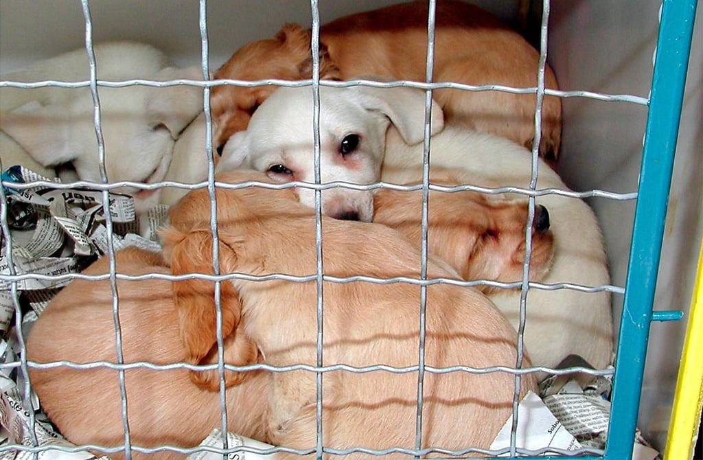 Eine Frau in Dessau-Roßlau wollte einen Hundewelpen adoptieren, stattdessen bekam sie Rechnungen.