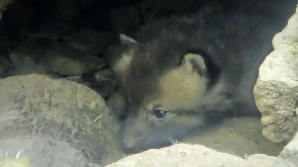 Noch verstecken sich Fuchswelpen, die im Wernigeröder Wildpark geboren wurden, in einem Bau. Erstmals entdeckt wurden sie am Walpurgistag.