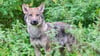 Nach Angaben der Landesjägerschaft gab es zuletzt 56 Wolfsrudel in Niedersachsen. (Archivbild)