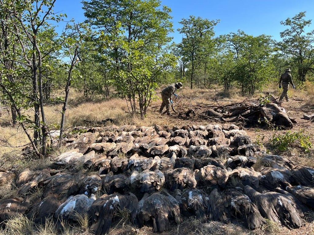 Diesen vergifteten Geiern konnten die Tierschützer nicht mehr helfen.