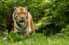 Tigerin Stormi im Magdeburger Zoo wird zum ersten Mal Mutter.