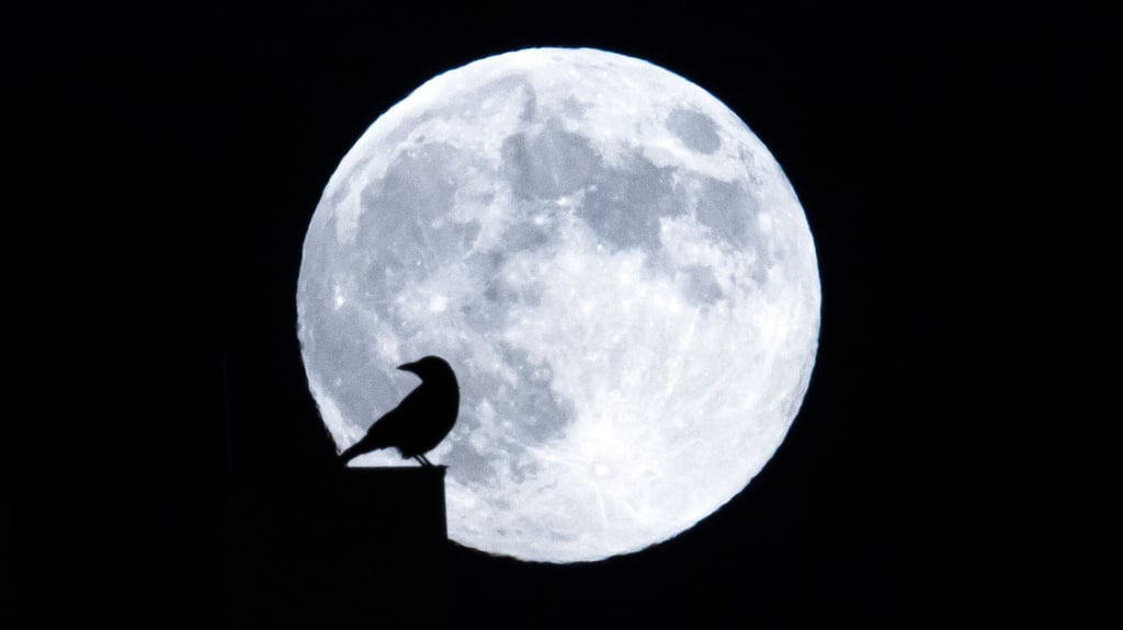 Der Vollmond in seiner ganzen Pracht: Aber heulen Wölfe ihn wirklich an?