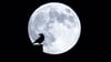 Der Vollmond in seiner ganzen Pracht: Aber heulen Wölfe ihn wirklich an?