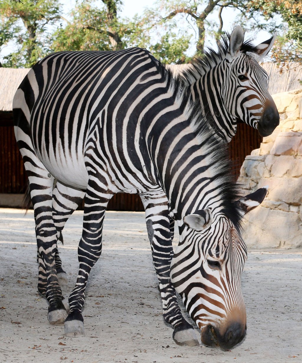 Einer der beiden Bergzebrahengste im Zoo Halle musste eingeschläfert werden.