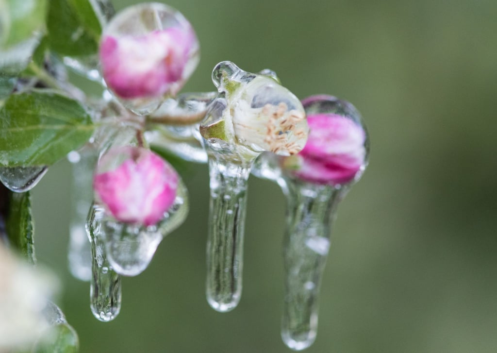 Die Blüten von Obstbäumen wie Apfel sind empfindlich gegenüber Spätfrösten im Mai.
