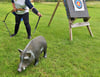   Tierziele im Visier: 3D-Bogenschießen im Bördeland. 