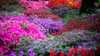 Die Sträucher im Bremer Rhododendron-Park blühen in diesem Jahr früher.