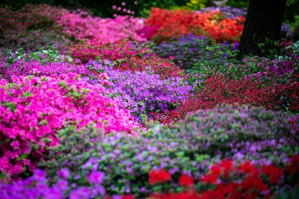 Die Sträucher im Bremer Rhododendron-Park blühen in diesem Jahr früher.