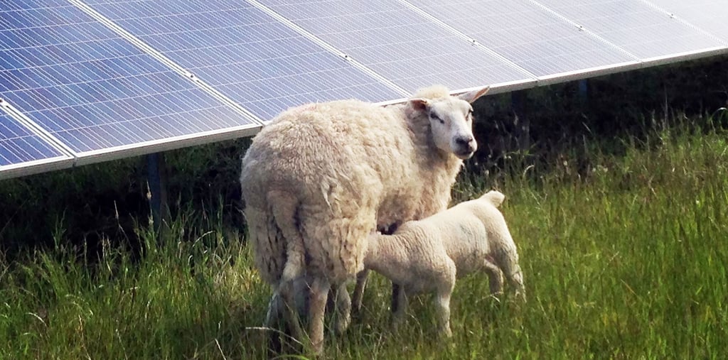 Schafe weiden an Modulen eines Solarparks.