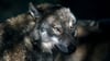 Ein junger Wolf: Mindestens 258 Tiere leben in Sachsen-Anhalt, deutschlandweit sind es rund 1.600. 