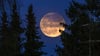 Mondfinsternis, Blutmond und Mini-Mond: Spektakuläre Himmelsereignisse wird es auch wieder im Jahr 2025 geben.
