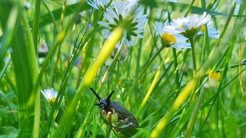 Bei einer Wanderung mit ihrem Sohn hat die Ascherslebenerin Doreen Heidenreich diese Nacktschnecke entdeckt.