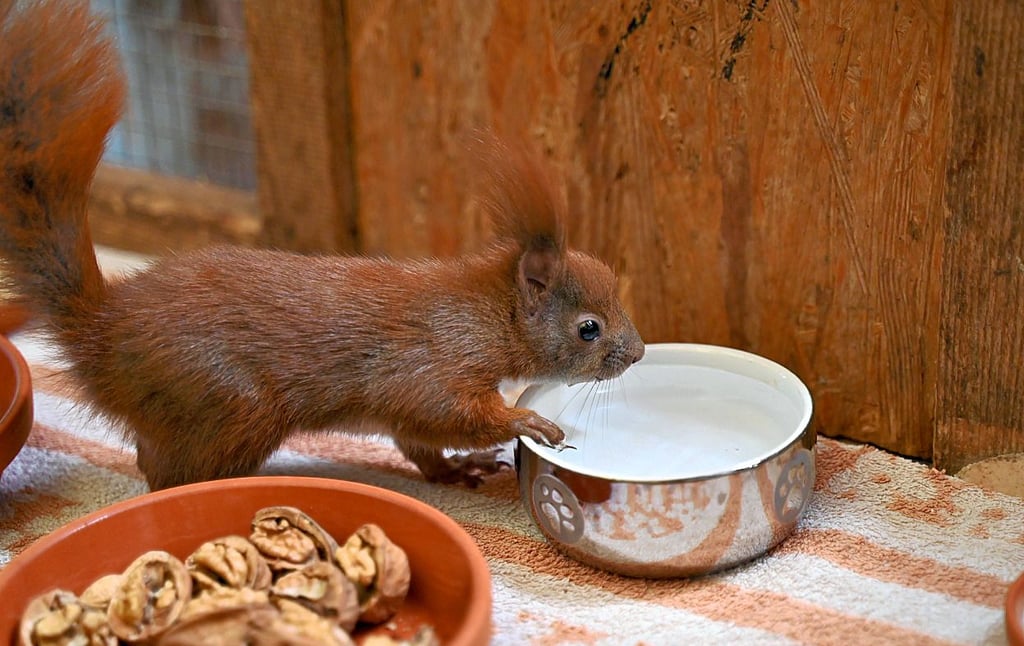 Wassernäpfe für Eichhörnchen sind im Sommer sinnvoll.