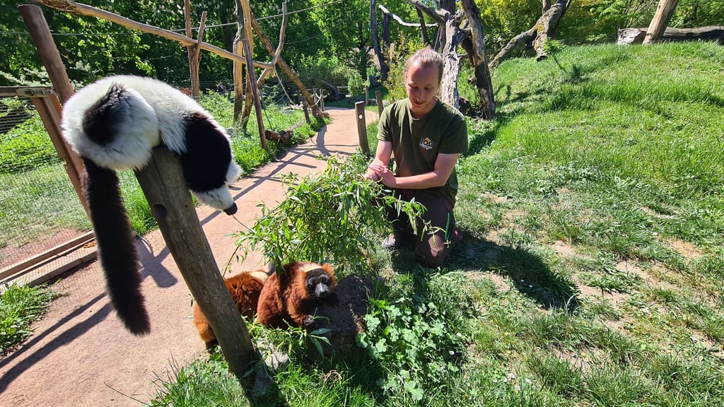 "Affenvater" Michael Kerlin füttert im Magdeburger Zoo Lemuren mit Weidenzweigen.
