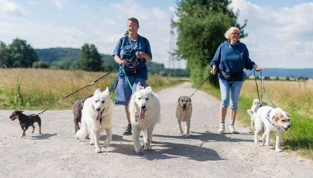 Der Dogtrail kehr zurück: Mit einer gemeinsamen Hunderunde soll Geld für den Tieranker in Magdeburg gesammelt werden.