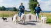 Der Dogtrail kehr zurück: Mit einer gemeinsamen Hunderunde soll Geld für den Tieranker in Magdeburg gesammelt werden.