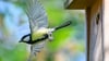 Im Fokus der Mitmachaktion stehen vertraute und weit verbreitete Vogelarten wie Meisen, Finken, Rotkehlchen und Spatzen. (Archivbild)