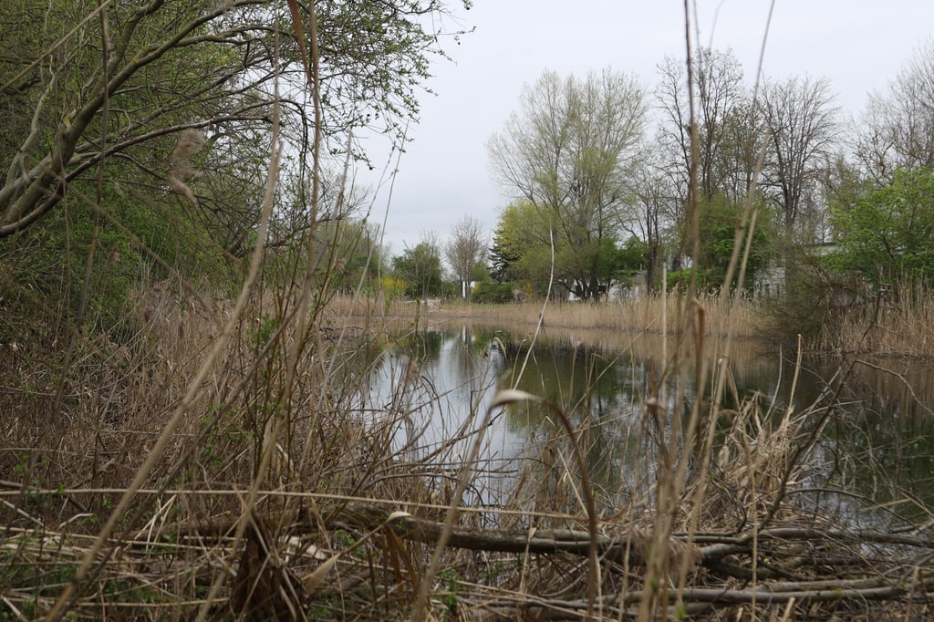 Die ehemalige Badeanstalt in Barleben – hier die Kleine Böttche – soll für die Natur gesichert werden. Deshalb hat die Gemeinde von ihrem Vorkausfsrecht Gebrauch gemacht und einen Bebauungsplan aufgestellt.
