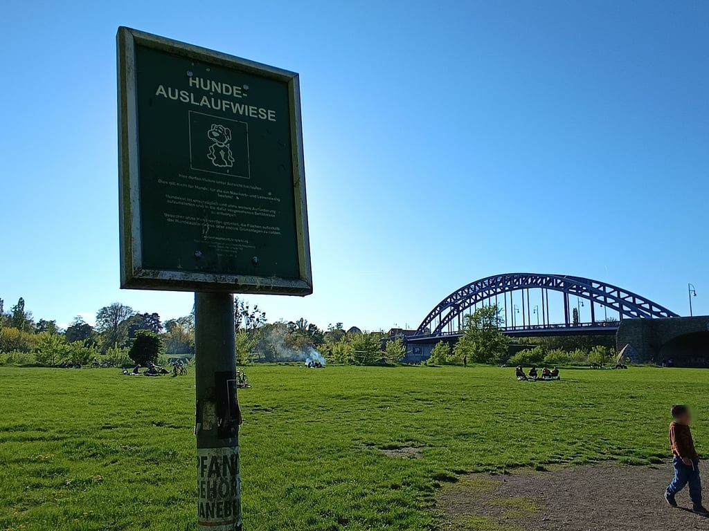 Blick auf die Hundeauslaufwiese an der Sternbrücke in Magdeburg: Im Hintergrund genießen Besucher das Wetter – teils mit Picknick und Grill.