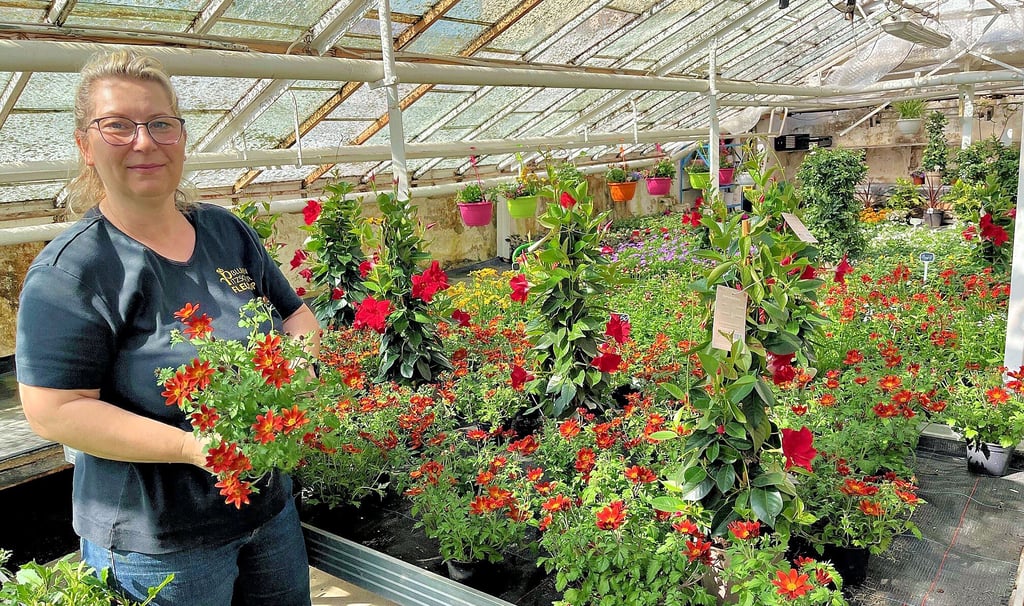 Sandra Fandrich, Inhaberin von Blumen-Pitzschler in Zeitz, hat im Gewächshaus eine große Auswahl Bienenweide, hier Zweizahn.