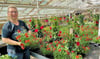 Sandra Fandrich, Inhaberin von Blumen-Pitzschler in Zeitz,  hat im Gewächshaus eine große Auswahl Bienenweide, hier Zweizahn. 
