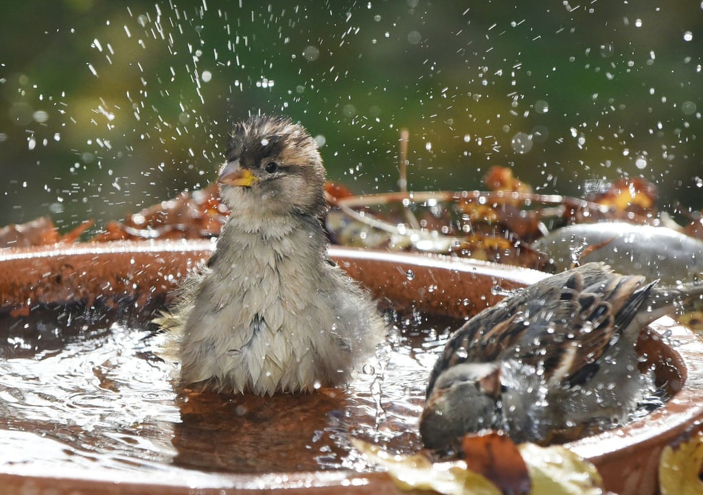 Tiertränken sollten laut dem Bremer Tierschutzverein flach sein und an schattigen Orten aufgestellt werden. (Symbolbild)