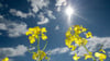 Am Muttertag rechnet der Deutsche Wetterdienst mit viel Sonnenschein und milden Temperaturen.