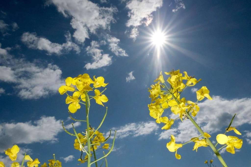 Am Muttertag rechnet der Deutsche Wetterdienst mit viel Sonnenschein und milden Temperaturen.