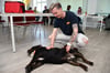 Sabrina Löffler misst bei ihrem Hund Tayson den Puls. Sie leitet den neuen Erste-Hilfe-Kurs für Hunde in Magdeburg.