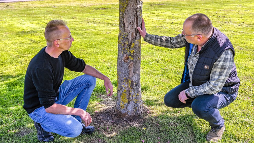 Silvio Lanz (links) und Olaf Weber begutachten die Bäume auf dem Bottmersdorfer Spielplatz.