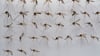 Die Gemeine Hausmücke (Culex pipiens) kommt in Deutschland sehr häufig vor. (Archivbild)