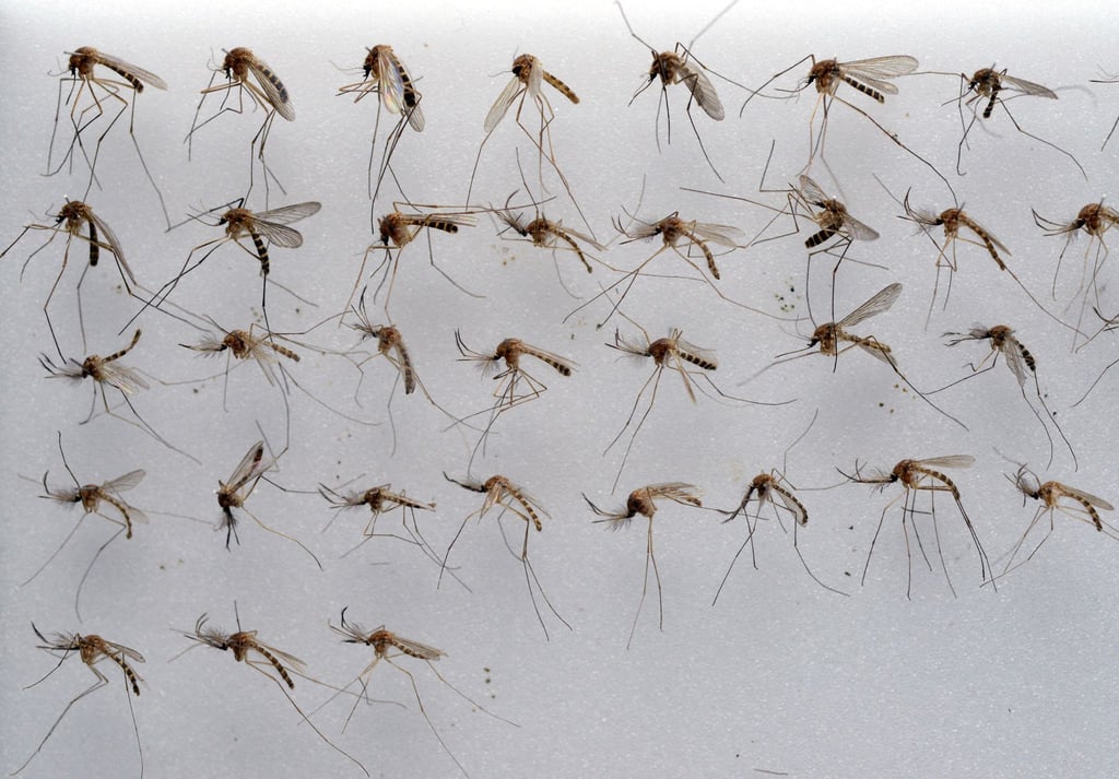 Die Gemeine Hausmücke (Culex pipiens) kommt in Deutschland sehr häufig vor. (Archivbild)