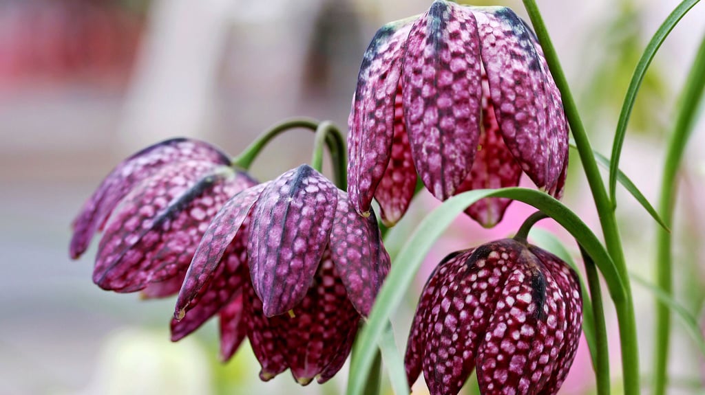 Ein seltener Anblick im Landkreis Stendal: Die Schachbrettblume zeichnet sich durch ihr auffälliges Blütenkleid aus.