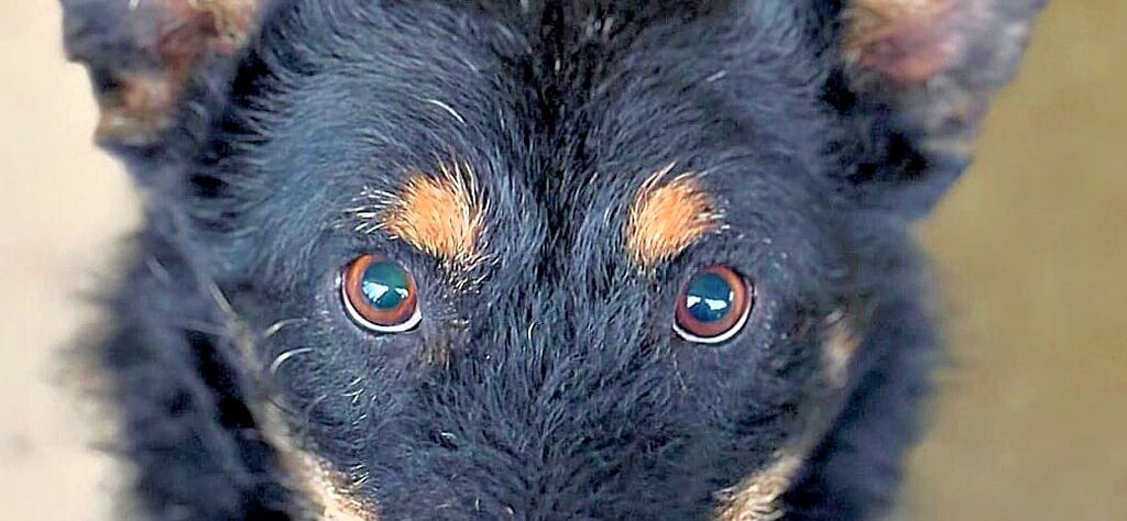 Das sind die Augen von Mischling Glenny, dem es besonders schlecht ging.