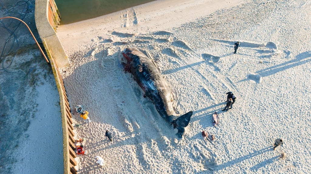 Der 14,3 Meter lange und tonnenschwere Walbulle war im Februar vor Hörnum (Sylt) aus der Nordsee an Land gezogen worden.