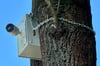 Sorgt für Verwirrung: Die angekettete Kamera an einem Straßenbaum an der B1 am Ortsausgang Burg. 