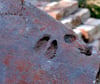 Dieser gut 350 Jahre alte Hufabdruck eines Rehs wurde bei vorbereitenden Sanierungsarbeiten des Barbyer Herrenhauses gefunden. Die Hand ist noch älter. Man findet sie auf einem Ziegel im Kloster Chorin (Brandenburg). 
