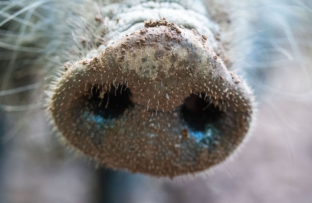 Waidmannsheil: Mit einer Prämie pro erlegtem Wildschwein für Jäger will das Umweltministerium den Bestand der Wildschweine verringern. (Symbolbild)
