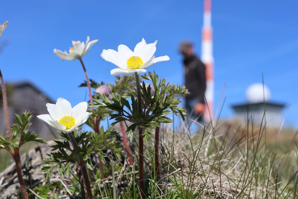 Die Brockenanemone kommt ausschließlich auf dem höchsten Berg Sachsen-Anhalts vor.