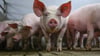 Bei den Schlachtungen in Sachsen-Anhalt machen Schweine einen Anteil von 99,8 Prozent aus. (Symbolbild)