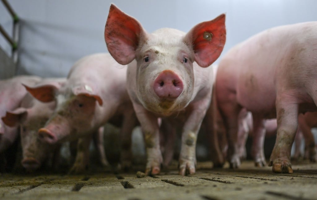 Bei den Schlachtungen in Sachsen-Anhalt machen Schweine einen Anteil von 99,8 Prozent aus. (Symbolbild)