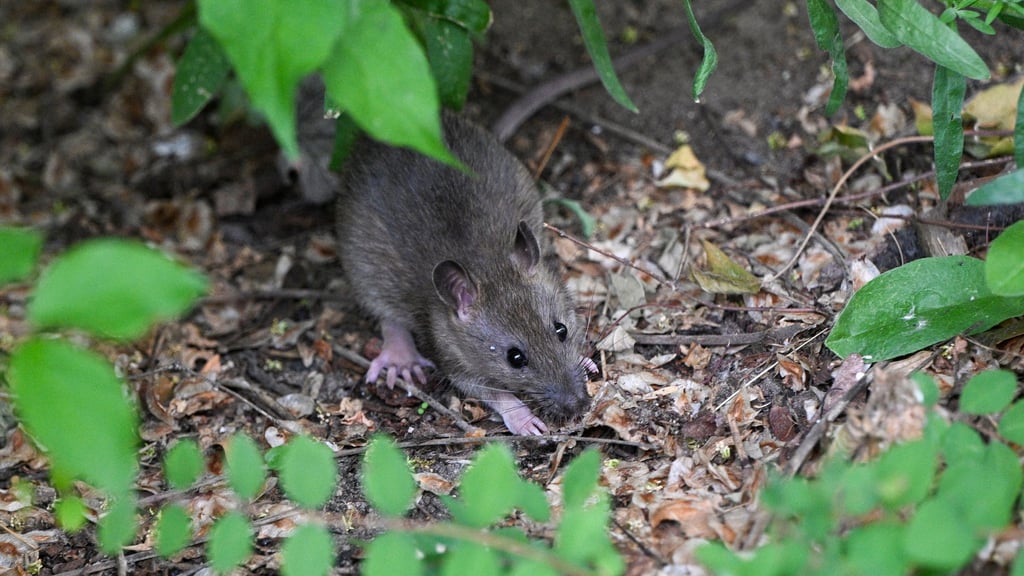 An manchen Orten in Halle scheint es viele Ratten zu geben. Das Thema soll jetzt im Stadtrat angesprochen werden.