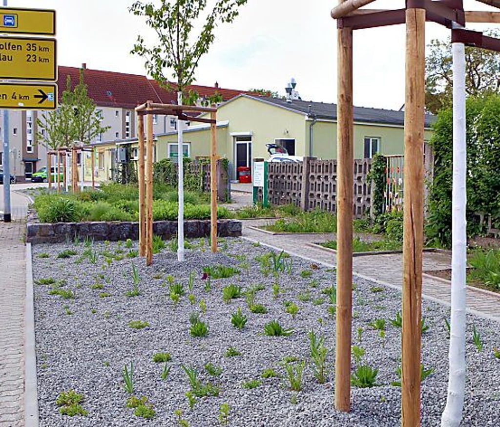 Sechs Jungbäume der Art „Gefüllt blühende Vogelkirsche“ wurden in der Anlage gepflanzt.