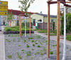 Sechs Jungbäume der Art „Gefüllt  blühende Vogelkirsche“ wurden in der Anlage gepflanzt.