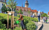 Bäume angießen am Altmarkt: Die Zeitzer Rotarier wässern die sechs Linden, die sie gesponsert haben. 
