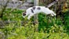 Frei und glücklich: Damit Katzen im Garten sicher unterwegs sind, sollten Halter einiges beachten.