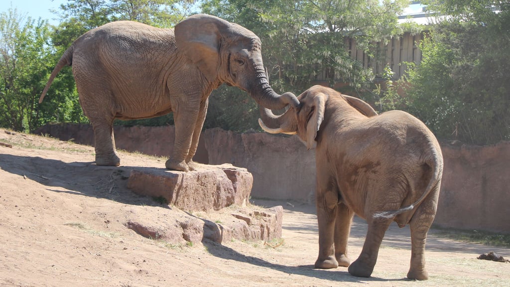 Mwana (links) und Sweni, die beiden Elefantenkühe im Magdeburger Zoo, konnten sich erstmals aus der Nähe "berüsseln".